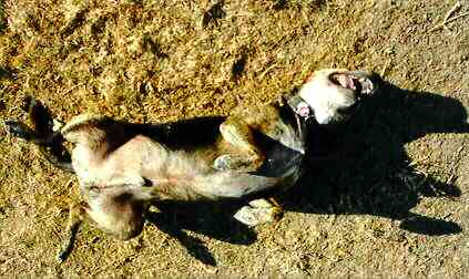 Samson